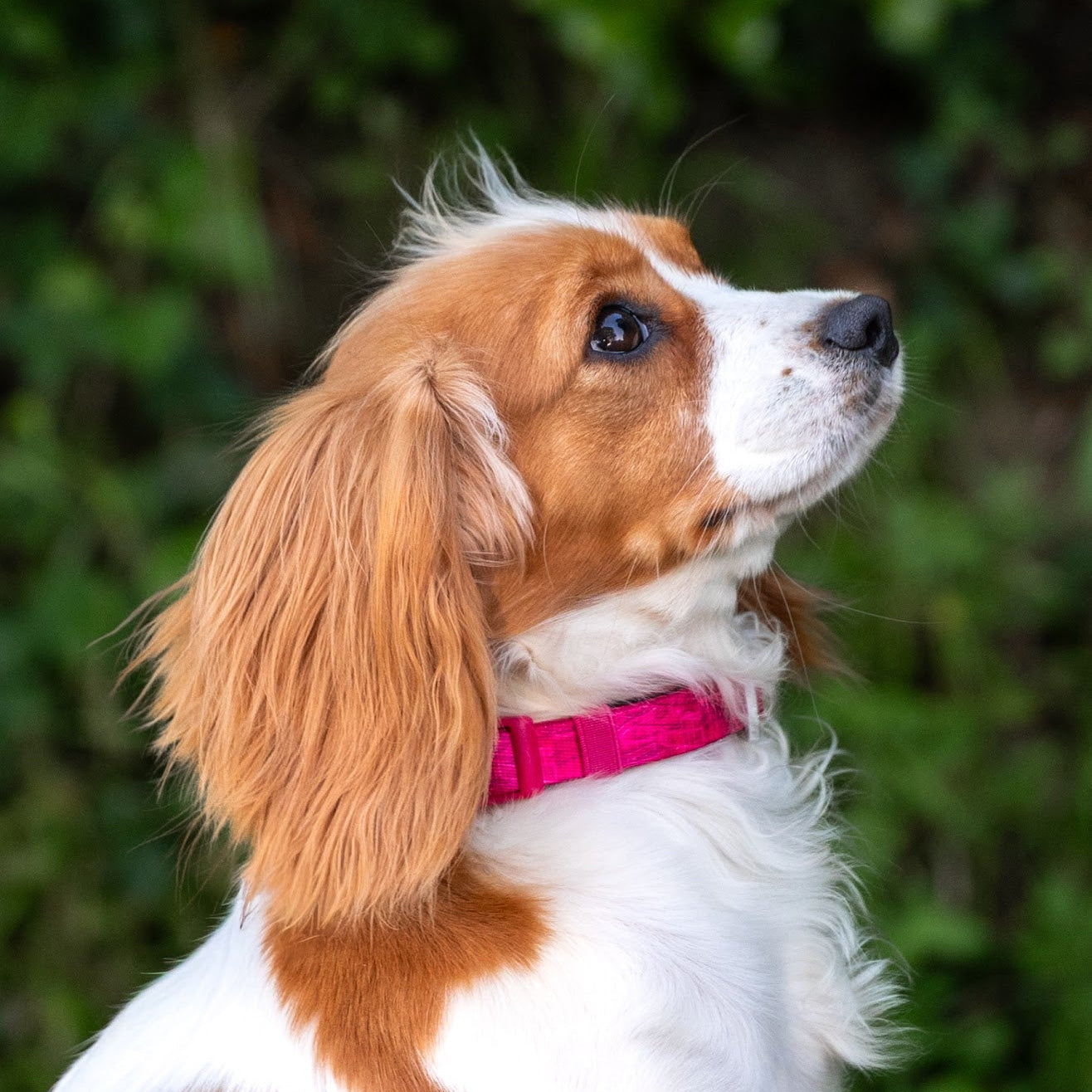 Twiggy Tags Comfort Collar - Canopy