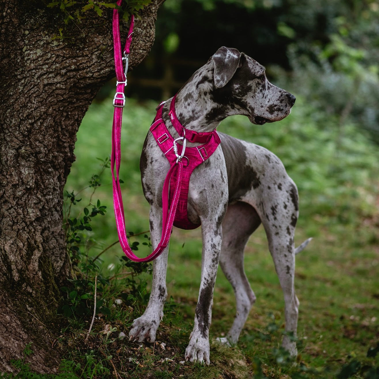 Twiggy Tags Multi-Way Leads