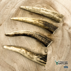 Highland Antler Natural Deer Antler Dog Chew