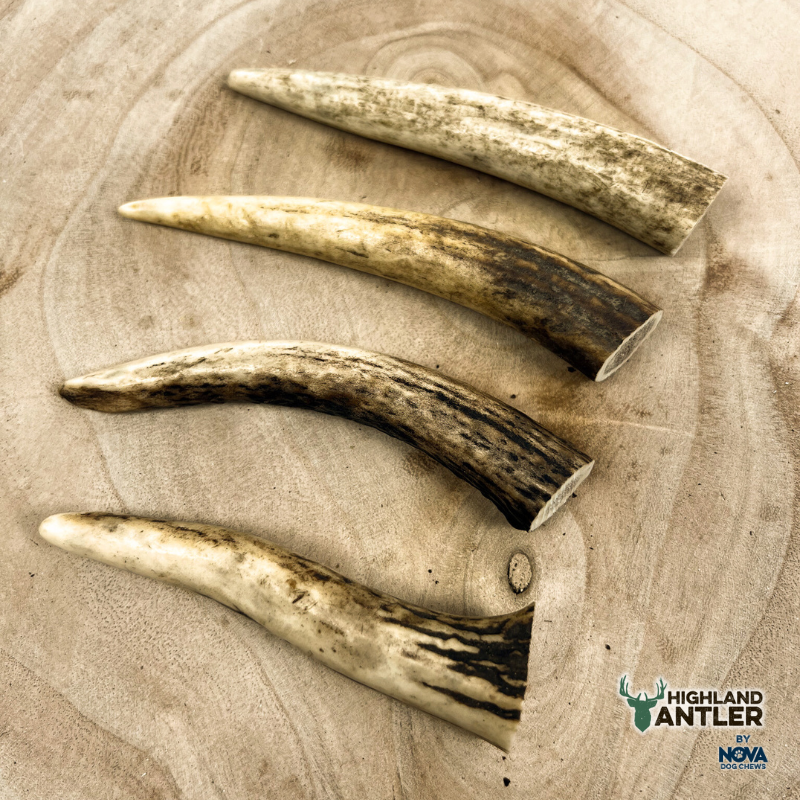 Highland Antler Natural Deer Antler Dog Chew