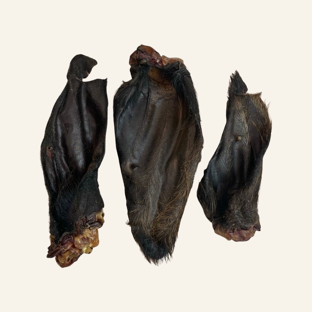 Hairy Buffalo Ear