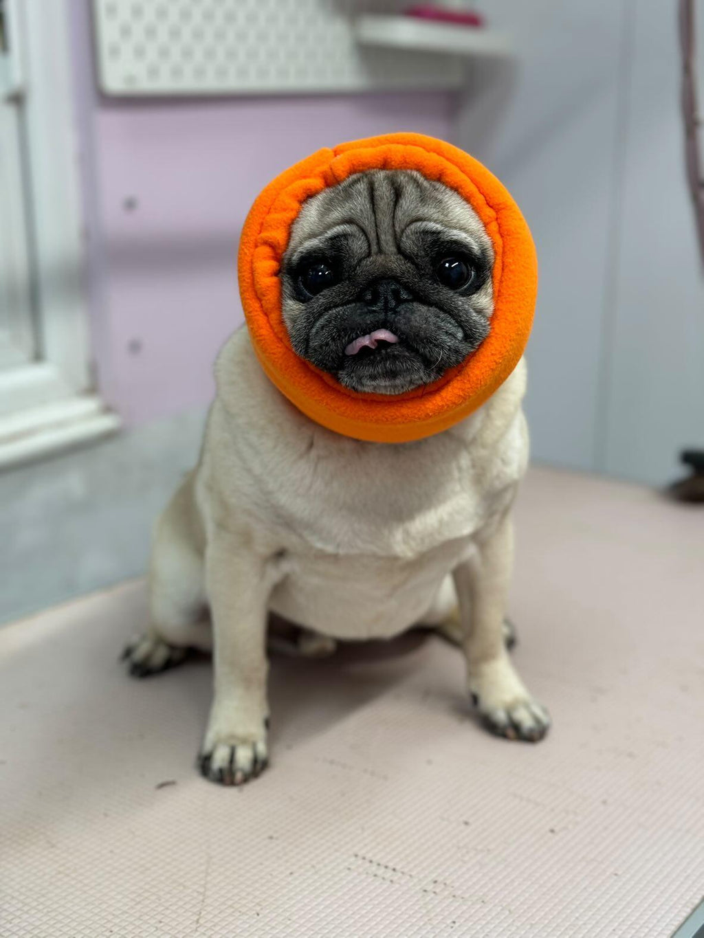 Soothe and Settle | The Hush Muff for Dogs