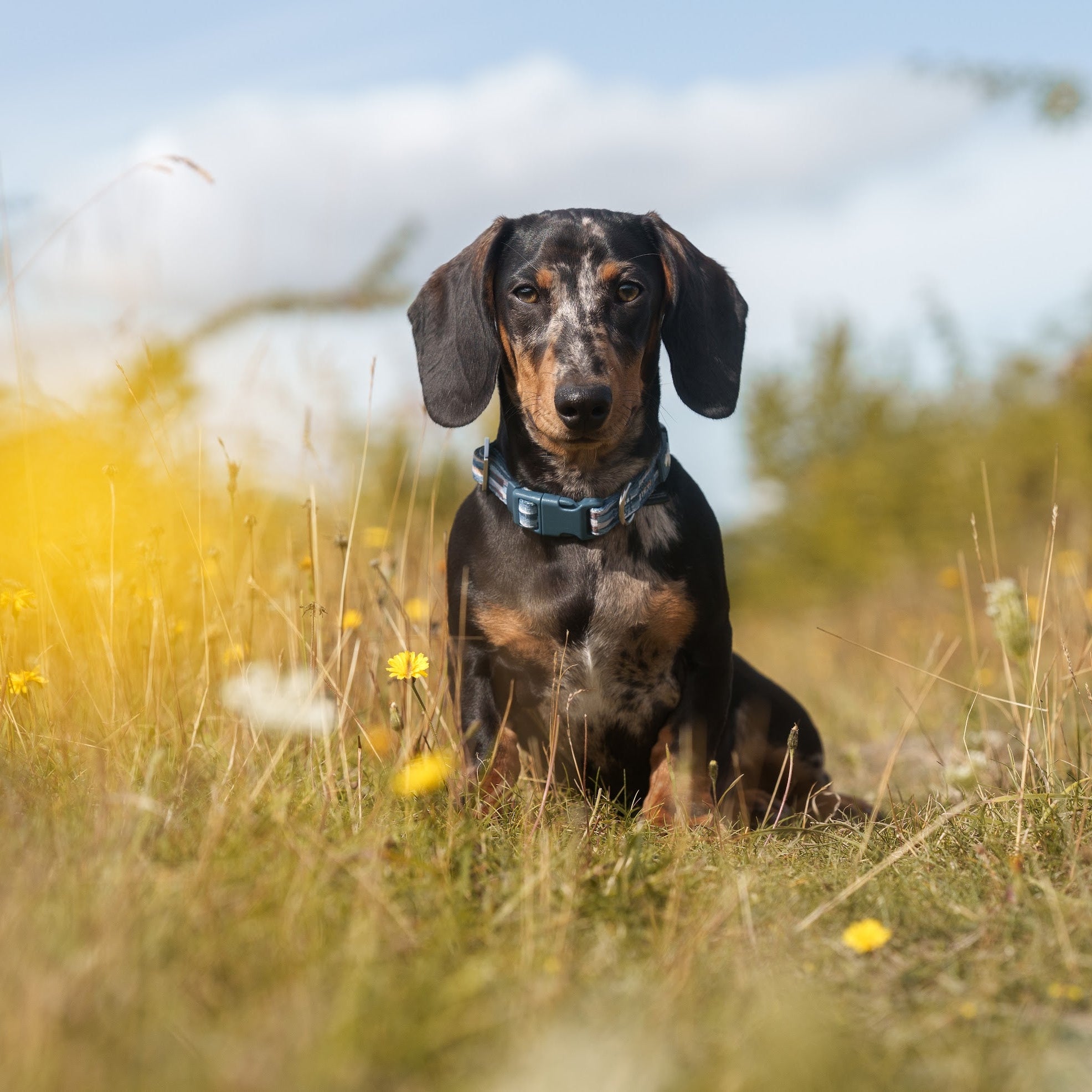 Twiggy Tags Comfort Collar - Oasis