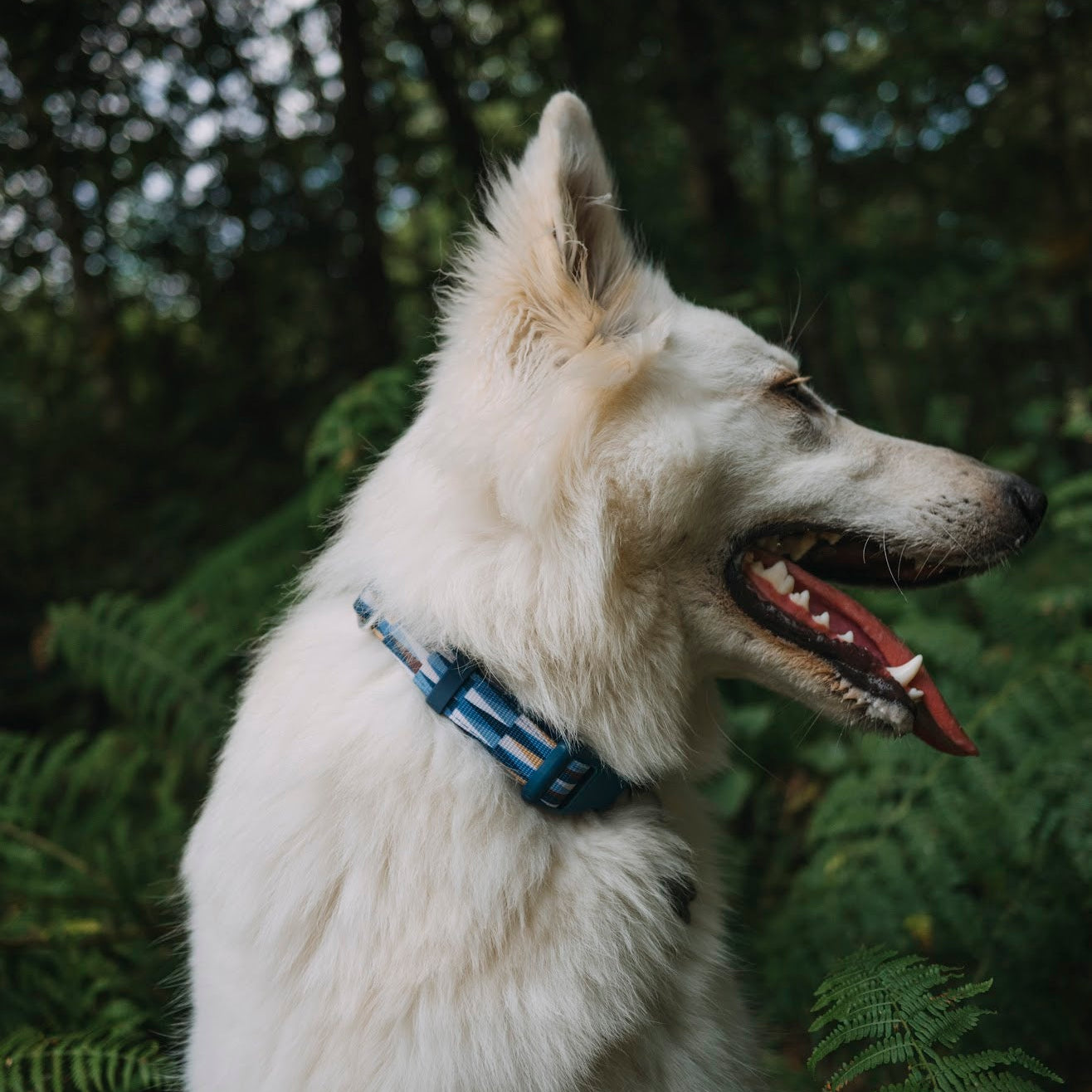 Twiggy Tags Comfort Collar - Oasis
