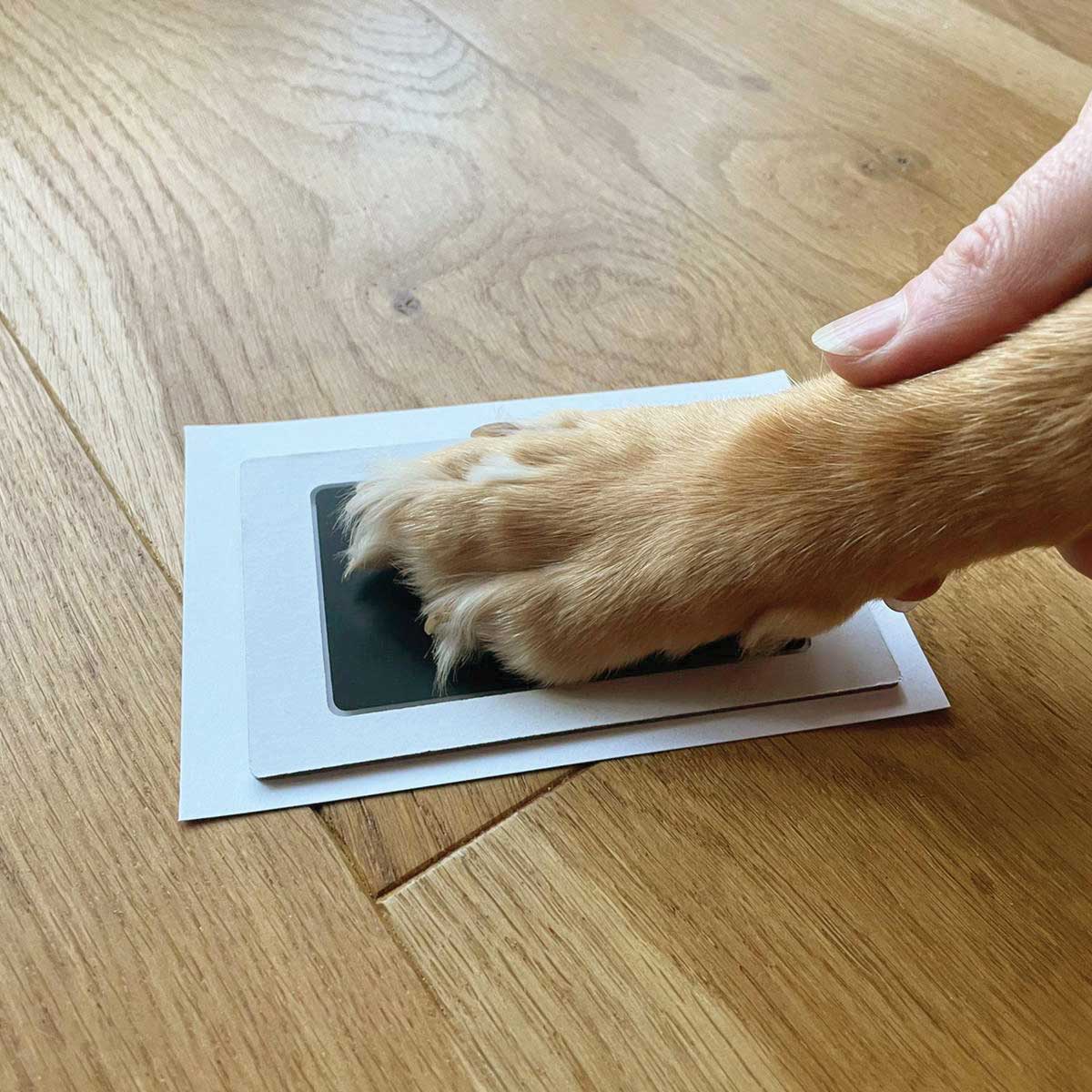 Oh So Precious Complete Puppy/Kitten Keepsake Kit
